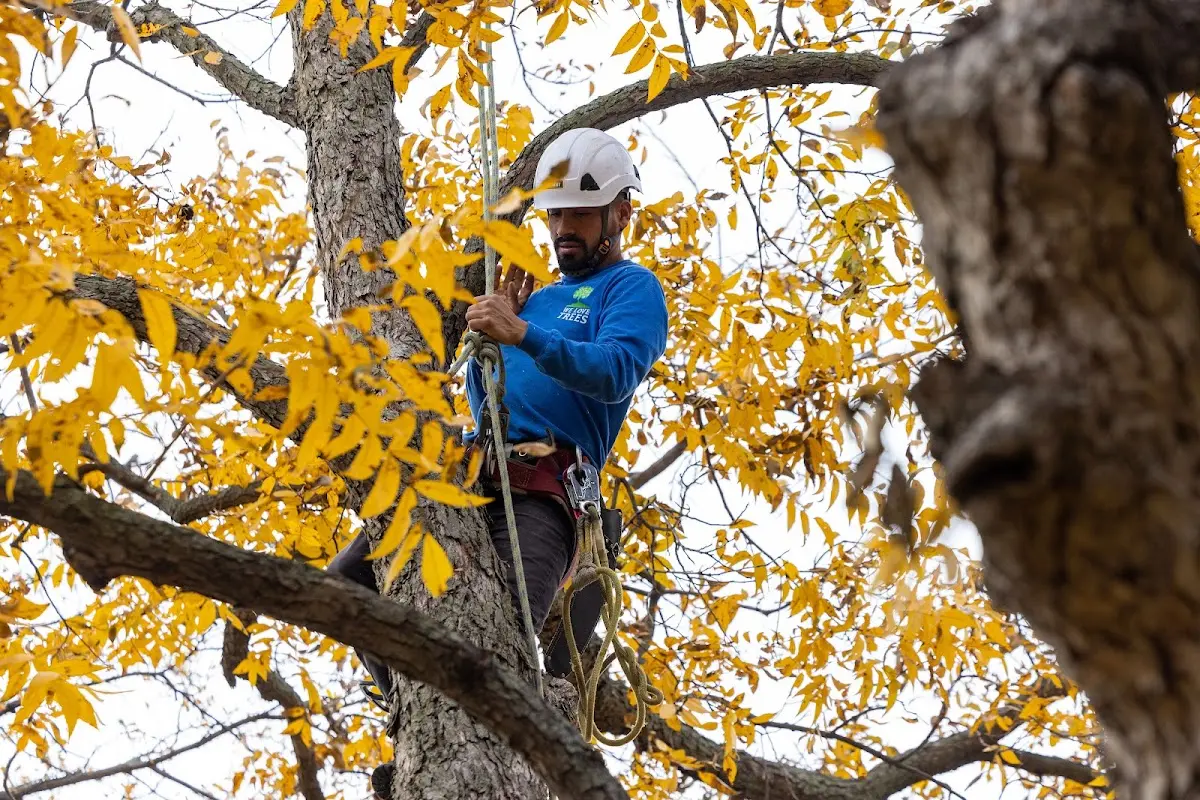 Skilled Tree Planting crew working in Summitville
